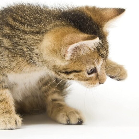 12PCS Value Pack Plastic Ball Cat Toys Lattice Balls with Bell Jingle Kitten Toy - Picture 3 of 7